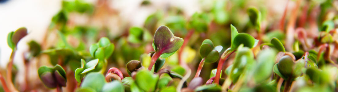 Photo by Vegan Photo